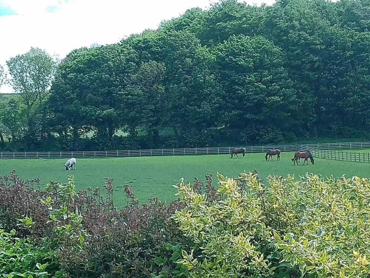 Unique Countryside Cottage Close To Sunderland Houghton-le-Spring Εξωτερικό φωτογραφία